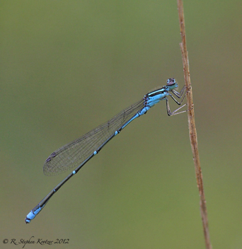 Enallagma exsulans, male